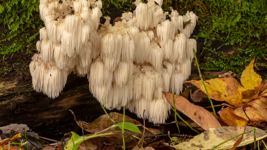 Lion's Mane for Brain Health